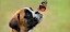 Süßer Hundewelpen mit Schmetterling auf der Nase - © stock.adobe.com / K.-U. Häßler / 50403294
