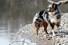Foto eines Australian Shepherd Ein Australian Shepherd am Wasser mit neugierigem Blick - © CC0 - Pixabay - Asiabasia