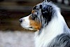 Ein Australian Shepherd von der Seite Australian Shepherd im Profil - Kopf und Hals - © CC0 - Pixabay - AgnethaA