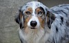 Ist dieser Australian Shepherd nicht total süß? Australian Shepherd mit hängenden Ohren - © CC0 - Pixabay - JACLOU-DL