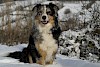 Schnee und ein Australian Shepherd Australian Shepherd sitzend im Schnee - © CC0 - Pixabay - RTRSpitfire