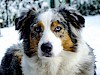 Die schönen Augen eines Australian Shepherd Australian Shepherd mit hellen Augen im Schnee - © CC0 - Pixabay - Nordwind