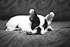 Na schön müde? liegende französische Bulldogge in schwarz-weiß - © CC0 - Pixabay - freestocks-photos