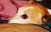 Da wird gekuschelt Jack Russel Terrier Kopf Nahaufnahme - © CC0 - Pixabay - Counselling