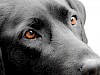 Der treue Blick eines Labrador Schwarzer Labrador Nahaufnahme Schnauze und Augen