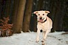 Viel Bewegung liebt der Labrador Labrador läuft auf verschneitem Waldweg - © CC0 - Pixabay - Lepale