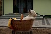 Eine kleine Rast für den Welpen Labradorwelpe in einem Korb - © CC0 - Pixabay - Ryniu1234