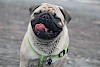 Beschreibung der Hunderasse Mops Lustiger Mops Hund - © CC0 - Pixabay / MishuHanda