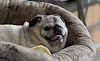 Beschreibung der Hunderasse Mops Niedlicher Mops - © CC0 - Pixabay - emkanicepic