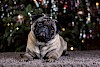 Die Hunderasse Mops im Detail Süßer Mops vor Weihnachtsschmuck - © CC0 - Pixabay - Seaq68