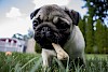 Mops im Rassenportrait Niedlicher Mops mit Knochen im Maul - © CC0 - pixabay - SNGPhotography