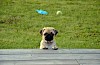 Die Hunderasse Mops im Portrait Neugieriger Mops - © CC0 - pixabay - corinaselberg