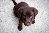 Ach wie süß! schwarzer Labradorwelpe von oben - © CC0 - Pixabay - Free-Photos
