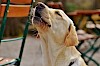 Müde? Labrador Kopf für Sessellehne - © CC0 - Pixabay - Alexas_Fotos