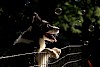 Welche ist als erstes dran? Border Collie beobachtet Seifenblasen über einen Zaun - © CC0 - Pixabay - alihasadd25