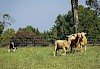 So, alle mal herhören! Border Collie und drei Schafe auf der Weide - © CC0 - Pixabay - JamesDeMers