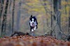 Da gibt es kein Halten mehr Border Collie läuft auf einem Waldweg - © CC0 - Pixabay - 825545
