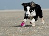Wer hat hier die schärferen Zähne? Junger Border Collie beim Spielen am Strand - © CC0 - Pixabay - 825545