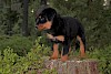 Wie süß er doch ist Rottweiler Welpe auf Baumstumpf - © CC0 - Pixabay - TeamK