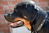 Schönes Halsband Rottweiler Kopf von der Seite - © CC0 - Pixabay - teribell04