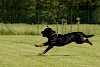 Schneller! Rottweiler läuft auf einer Wiese - © CC0 - Pixabay - pohjakroon