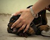 Na, alles ok? Weibliche Hand untersucht Gebiss eines Rottweiler Welpen - © CC0 - Pixabay - 947051