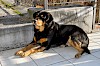 Sieht er hungrig aus? Rottweiler liegend auf Fliesen vor einer Betonmauer mit Zaun - © CC0 - Pixabay - desioworks