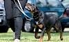 Immer brav bei Fuß Rottweiler an der Leine in der Hundeschule - © CC0 - Pixabay - 825545