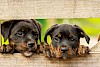 Hallo ihr zwei Zwei Rottweiler Welpen schauen durch einen Holzzaun - © CC0 - Pixaybay - kim_hester
