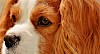 Cavalier King Charles Spaniel Cavalier King Charles Spaniel - Nahaufnahme Kopf - © CC0 - Pixabay - Alexas_Fotos