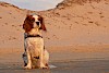 Cavalier King Charles Spaniel Cavalier King Charles Spaniel vor einer Sanddüne - © CC0 - Pixabay - Glavo