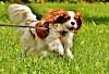 Cavalier King Charles Spaniel Cavalier King Charles Spaniel an der Leine auf einer Wiese - © CC0 - Pixabay - Alexas_Fotos