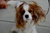 Cavalier King Charles Spaniel Cavalier King Charles Spaniel - © CC0 - Pixabay - Alexas_Foto