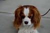 Cavalier King Charles Spaniel Cavalier King Charles Spaniel