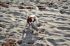 Cavalier King Charles Spaniel Cavalier King Charles Spaniel spielt am Strand mit einem Holzstück