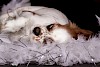 Cavalier King Charles Spaniel Cavalier King Charles Spaniel liegend - © CC0 - Pixabay - alles-so-schoen-bunt-hier