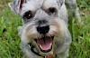 Zwergschnauzer