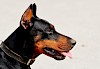 Zunge raus! Dobermann Kopf im Profil - © CC0 - Pixabay - Alexas_Fotos
