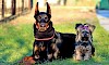Ein süßes Paar Dobermann und Yorkshire Terrier sitzen nebeneinander auf einer Wiese - © CC0 - Pixabay - YamaBSM
