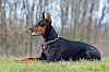 Dobermann Dobermann auf Wiese - © CC0 - Pixabay - YamaBSM