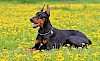 Dobermann Dobermann - © CC0 - Pixabay - YamaBSM