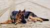 Schon müde? Schäferhund liegt am Strand - © CC0 - Pixabay - DanaTentis