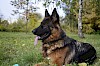 Einfach mal die Zunge raushängen lassen. Deutscher Schäferhund - © CC0 - Pixabay - airbrush-m