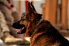 Deutscher Schäferhund Deutscher Schäferhund - © CC0 - Pixabay - skeeze