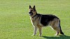 Deutscher Schäferhund Deutscher Schäferhund - © CC0 - Pixbay - Kaz