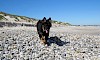 Deutscher Schäferhund Deutscher Schäferhund am Kiesstrand - © CC0 - Pixabay - garyskirrow