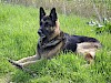 Deutscher Schäferhund Deutscher Schäferhund in der Wiese - © CC0 - Pixabay - Dory