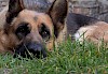Deutscher Schäferhund Deutscher Schäferhund liegt in der Wiese - © CC0 - Pixabay - BlurIvon
