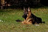 Langhaariger Deutscher Schäferhund Langhaariger Deutscher Schäferhund - © CC0 - Pixabay - Nina_A