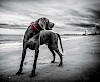 Weimaraner Weimaraner am Strand - © CC0 - Pixabay - coffy